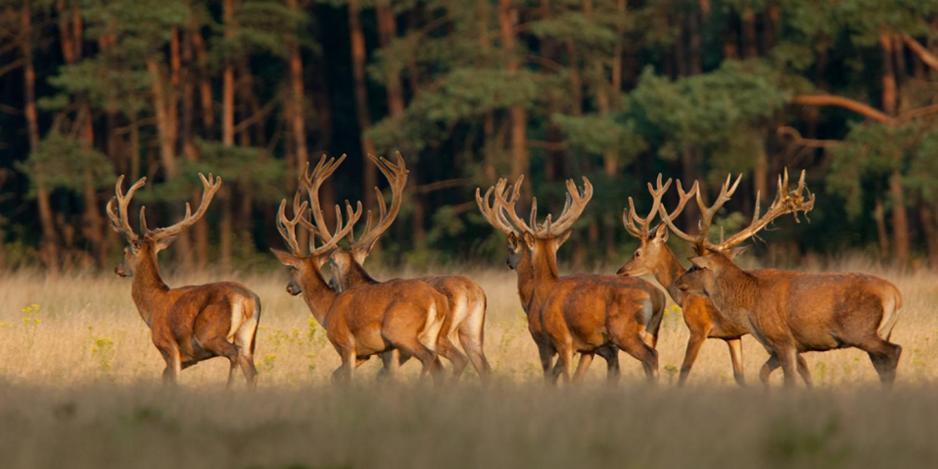 Herberg De Zwaan Elspeet Exteriér fotografie